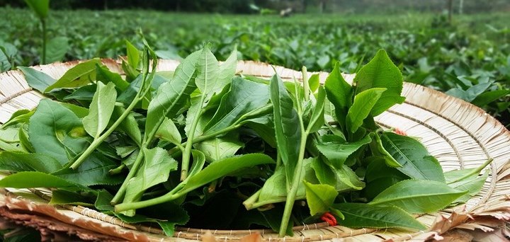 Trà Búp Lộc Xuân Thái Nguyên 500g